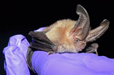 Black Magic Bats: The Art of Silent Flight in the Dark